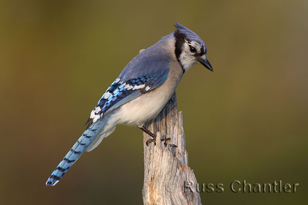 Blue Jay © Russ Chantler